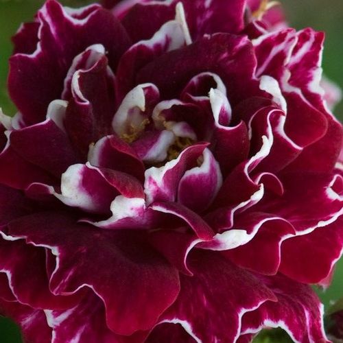 Róże ogrodowe - róże Hybrid Perpetual - czerwono - biały  - Rosa  Roger Lambelin - róża z intensywnym zapachem - Marie-Louise (aka Widow,Vve) Schwartz - Jej specyficzne płatki o zaostrzonej formie możemy podziwiać od czerwca do września.